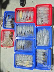 [진해] 무늬팁런 손맛굿굿 조황오늘 18시 출항확정 예약가능합니다