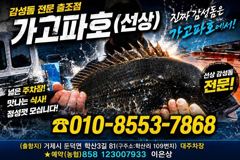 [거제] (어초여밭)감성돔 4짜~중치급들 찌맛 손맛~가고파호(8일 예약)
