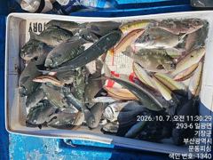 문동 피싱호 오전 2분 조황