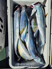 10/7오전-대삼치.중방어 삼치 많아도~너무많아-목~쭉(모집)