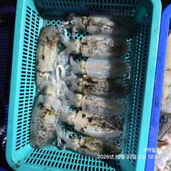[거제] (팁런)21수20수 무늬오징어 마릿수 OK~스마일호(오늘 예약)