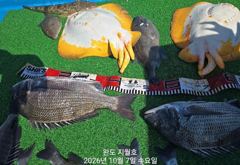 (지월호) 47센치대물감성돔 조황