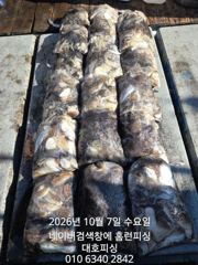 군산 대호피싱 7일 대박 쭈꾸미 마무리 소식 전합니다