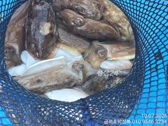 [고흥,녹동] 돼지뚱 갑오징어 잡으로 오세요 씨알이 전부 좋아요