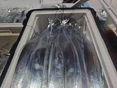 7일새벽,내만칼치 미친피딩 루어,텐빈1타1피 엄청나 퍼담고 쿨러넘쳐,오늘예약가능
