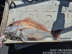 군산에프원호 10월7일 갑오징어조황입니다.