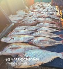 10.7 닉스2호 참돔타이라바조황@ 어청도권