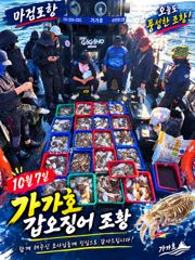 7일 갑오징어 조황입니다