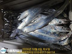 내만칼치ㅡ물반 칼치반 어마어마하게 물어주네요,용가리급까지(오늘 예약가능)