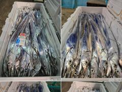 먼바다 왕갈치 10월8일 목요일 조황