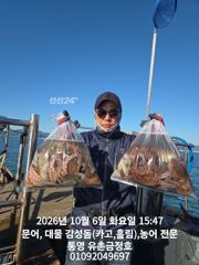 통영 금정호 대물문어낚시 토, 일 정상출항합니다 자리 여유있습니다