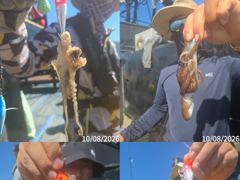 쭈꾸미 대박 씨알&마릿수 굿굿 토ㆍ일 자리여유