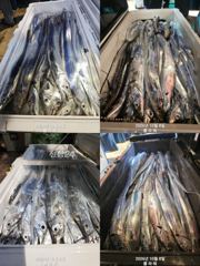 [여수플라워호] 8일 갈치조황~ 010-2004-5524