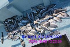 2시간전 [사천] (주꾸미)첫 입문에 80여수~삼천포 마릿수 터져요 로마피싱(10일예약)