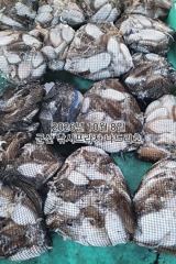 8일, 군산은 갑오징어 천국~갈수록 더 많이 나오네요~망탱이 대박~군산낚시프라자 나드리호 사진