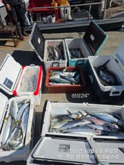 [경주] 10/8 대삼치/중삼/고시/방어타작! & 야간팁런 조황! (금/…