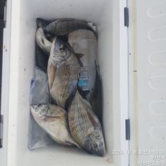 47분전 [사천] (사천저도좌대&펜션)10월8일 저도좌대 조황