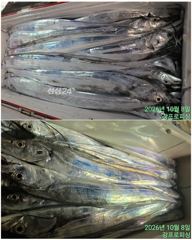 [여수강프로피싱] 거문도귄 갈치 쿨러조황
