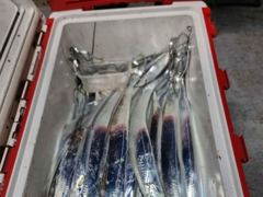 [사천] 삼천포 산분령 유료낚시터 10/8 조황입니다 :-)