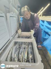 [부성피싱]왕칼치 초대박...연일 이어갑니다 전원쿨러만땅!양손가득들고 입항합니다 토욜1자리