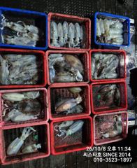 씨스타호 8일 무늬 팁런 상황 보고
