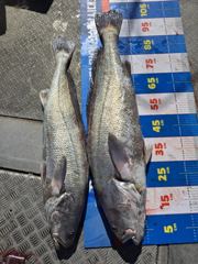 ●●10월8일 민어미터5cm,미터급부터 대박 조황입니다.대박1호●●