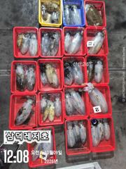 [팁런]k, 무시급들,대물갑돌이(금요일,출항확정,자리여유)