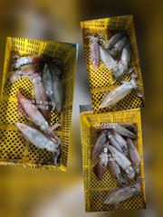 [통영] [통영최강리드호] 통영 갈치 제대로 붙었습니다! 대치 손맛에 한…