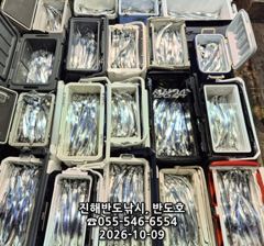 [진해] 9일,내만갈치,용가리까지,쿨러 넘치게 엄청 나옵니다,매일출항(일…