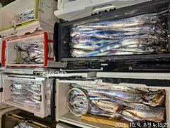 통영신진호)갈치 조황입니다