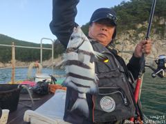 [거제] 감성돔 흘림 38외 돌돔, 벵에, 참돔 마릿수중 내일 예약가능합…
