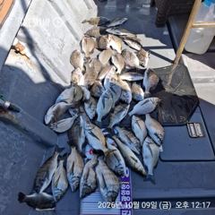 [마산] 진동 영근호 오늘 감성돔 마릿수 조황입니다