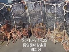(문어)K오버 다수 마릿수 OK 가을시즌 대박행진 락피싱(10일 예약)