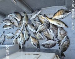 [마산] 해상월1ᆢ감성돔 마릿수 퍽퍽 조황임니다!!(8일)