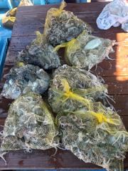 [사천] 삼천포 물새호 주꾸미조황~내일은 낮볼락