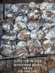 군산 대호피싱 9일 먹물 흠뻑쇼~~ 사진