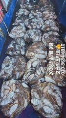 ★★ 10 / 9 [군산 대일피싱] 킹스타호 갑오징어 대박조황~! 다음주 평일 자리 있습니다.