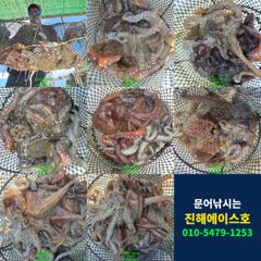 3시간전 [진해] 10/9 문어 키로 오버 굵직한 대물 줄줄이! 장원 13수외 터졌다(일요일/예약가능)