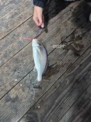 백조기