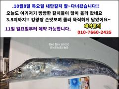 [경주] 삼치와 중방어..매일매일 백전백승 전투를 하고 입항을 합니다. (10월 10.11일 오전.오후 출조모집중) 사진