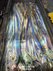 [여수,광양] 10월10일입항 먼바다대갈치 쿨러가득 조황소식입니다