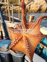 10일, 군산 왕문어 시즌~덩치급 왕문어가 낚여요~오늘도 어김없이~실시간~군산낚시프라자 챔피언호