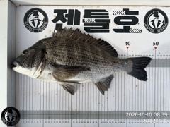 (실시간)5짜 까비..5짜급 대물 감성돔 HIT~젠틀호(11일 …