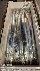 [제주] 제주에이스호!!(10월9일) 대갈치 사냥다녀왔습니다010 354…