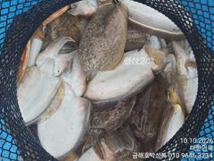 돼지뚱 갑오징어 잡으로 오세요 씨알이 예술이에요