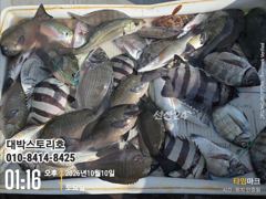 [통영] 감성돔 어초흘림~ 초보조사님들도 찌맛 손맛 완벽 체감, 오늘의 …