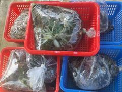 [사천] 삼천포 광용호 쭈꾸미 조황입니다~! 장원110수 낼 자리여유