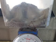 10/10 대물돌문어 2300g1400g외 중치급 왕창.. ( 내일예약가능 ) 사진