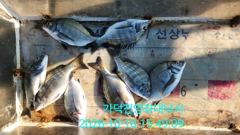 [부산] 가덕천성진양 감성돔 좌대조황 261010 토