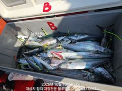 10/토ㅡ빅원 대삼치들, 중방어들, 고시삼치들, 알방어들 지천입니다!
